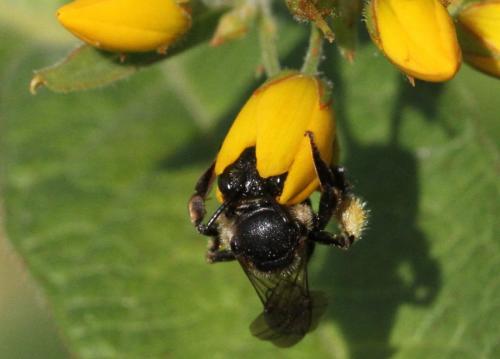 Macropis europaea
